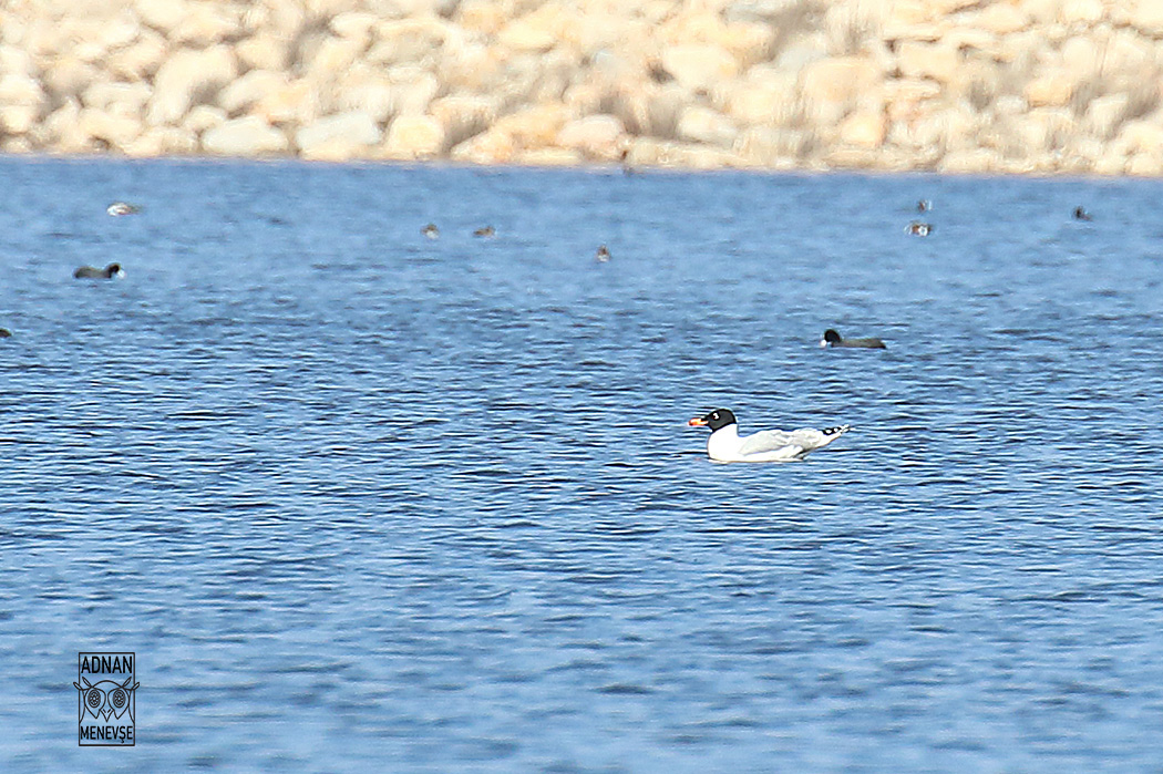 Pallas's Gull